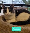 adoptable Cat in richmond, IN named Ramona