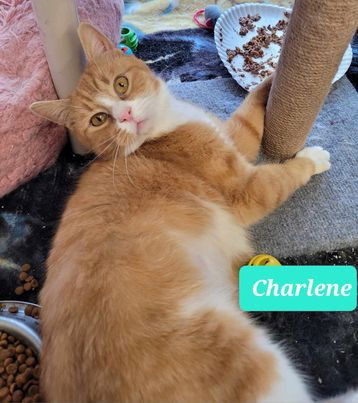 adoptable Cat in Richmond, IN named Charlene