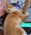 adoptable Cat in richmond, MO named Charlene