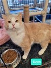 adoptable Cat in richmond, MO named Dean