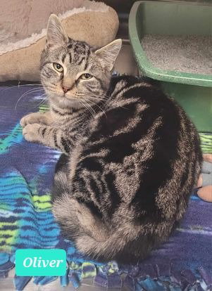 OLIVER - Domestic Short Hair available for adoption