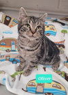 Oliver - Photo 3