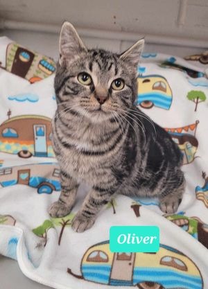 Oliver