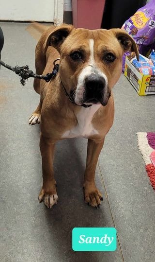 adoptable Dog in Richmond, IN named Sandy