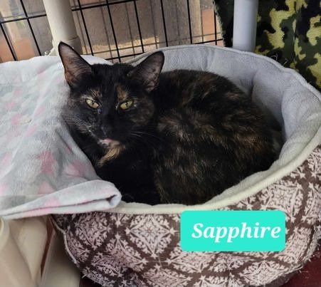 adoptable Cat in Richmond, IN named Sapphire