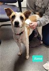 adoptable Dog in richmond, IN named Kona