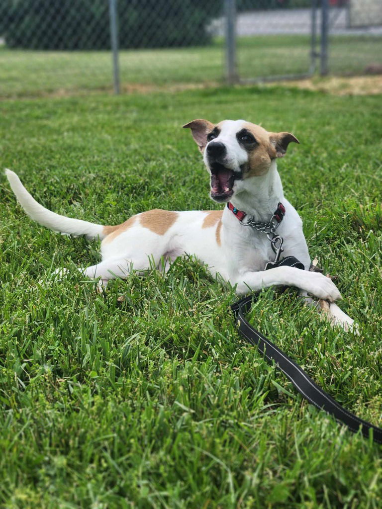 adoptable Dog in Richmond, IN named Kona