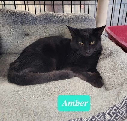 adoptable Cat in Richmond, IN named Amber