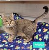 adoptable Cat in richmond, IN named Bessie