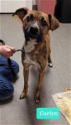 adoptable Dog in richmond, IN named Caelyn
