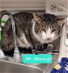 adoptable Cat in richmond, IN named Mr. Meow-gi
