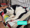 adoptable Cat in Richmond, IN named Emerson