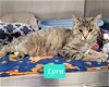 adoptable Cat in richmond, IN named Lyra