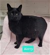 adoptable Cat in , IN named Kerry