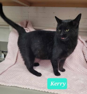 KERRY - Domestic Short Hair available for adoption