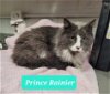 adoptable Cat in  named Prince Rainier