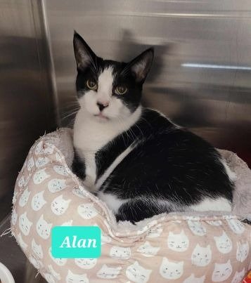 adoptable Cat in Richmond, IN named Alan