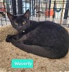 adoptable Cat in richmond, IN named Waverly-Sponsored