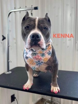 adoptable Dog in Richmond, IN named Kenna-Sponsored