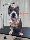 adoptable Dog in  named Kenna