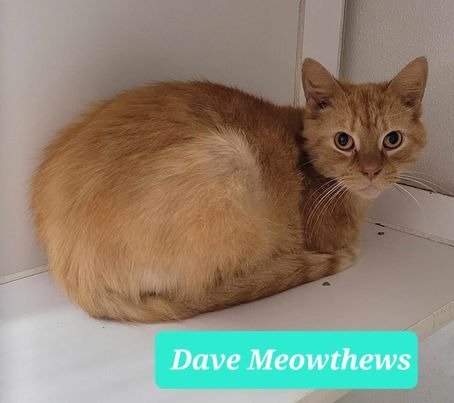 adoptable Cat in Richmond, IN named Dave Meowthews
