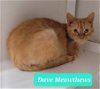 adoptable Cat in  named Dave Meowthews