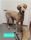 adoptable Dog in  named Macaroni