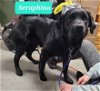 adoptable Dog in  named Seraphina