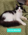 adoptable Cat in richmond, IN named Ferris Mewller