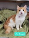 adoptable Cat in richmond, IN named Furdinand