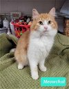 adoptable Cat in  named Meowchal