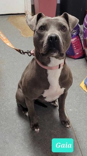adoptable Dog in Richmond, IN named Gaia