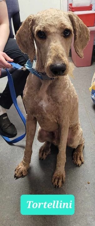 adoptable Dog in Richmond, IN named Tortellini-Sponsored