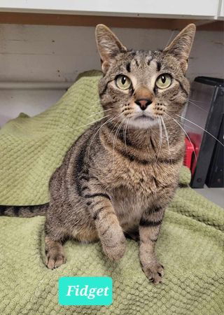 adoptable Cat in Richmond, IN named Fidget