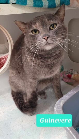 adoptable Cat in Richmond, IN named Guinevere