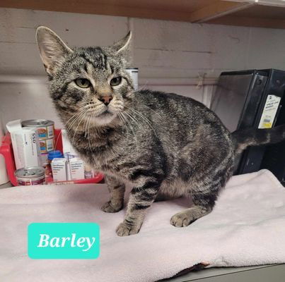 adoptable Cat in Richmond, IN named Barley