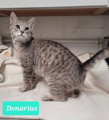 adoptable Cat in Richmond, IN named Denarius