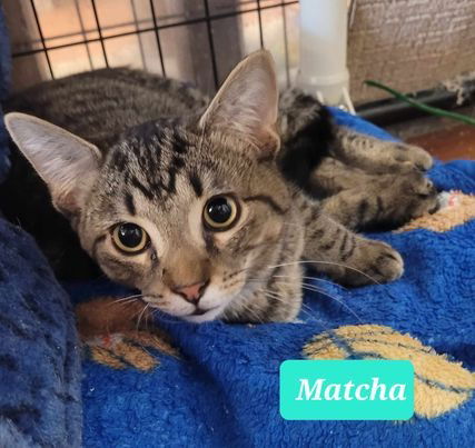 adoptable Cat in Richmond, IN named Matcha