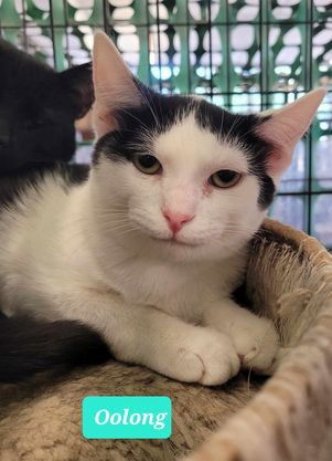 adoptable Cat in Richmond, IN named Oolong