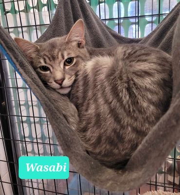 adoptable Cat in Richmond, IN named Wasabi