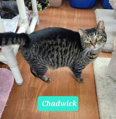 adoptable Cat in Richmond, IN named Chadwick