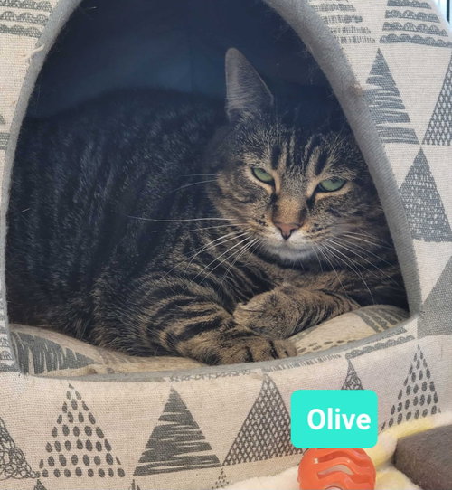 OLIVE - Domestic Short Hair available for adoption