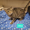 Olive - Photo 2