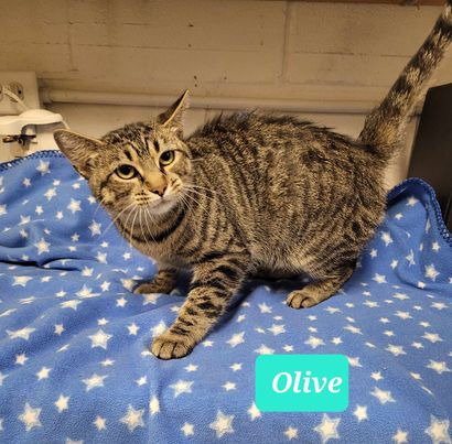 OLIVE - Domestic Short Hair available for adoption