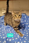 Olive - Photo 3