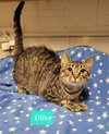 Olive - Photo 4