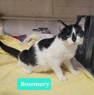 adoptable Cat in Richmond, IN named Rosemary