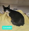 adoptable Cat in , IN named Lavender