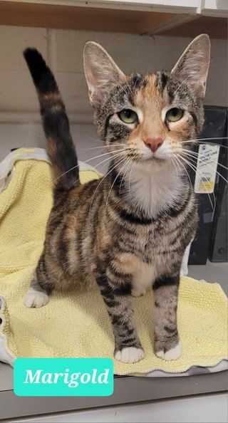 adoptable Cat in Richmond, IN named Marigold