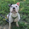 adoptable Dog in  named Flora-Sponsored
